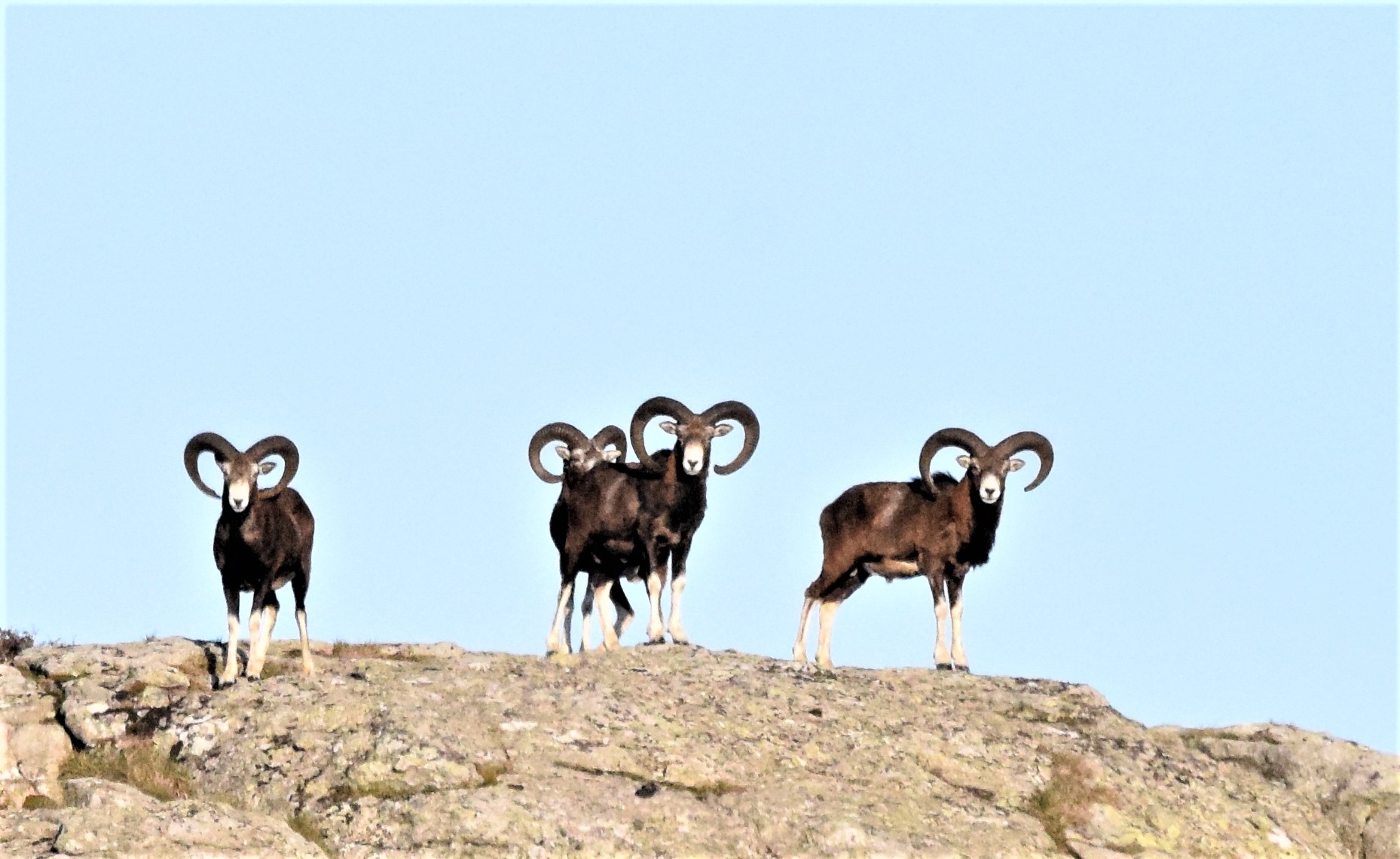 Sortie mouflon dans le Caroux