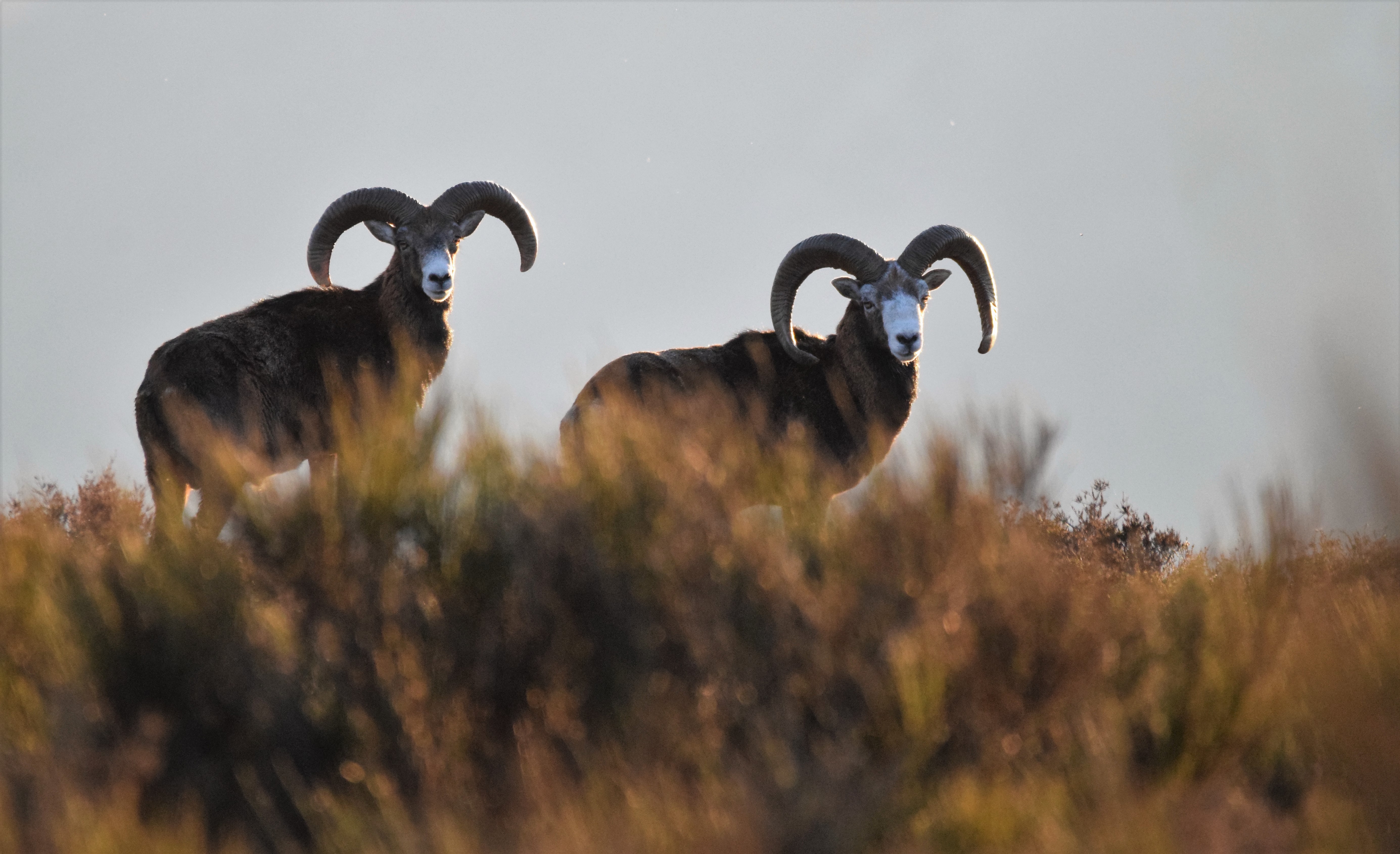 Sortie mouflon dans le Caroux